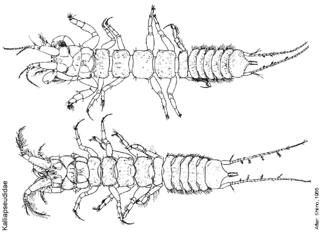 Представитель Семейства Kalliapseudidae